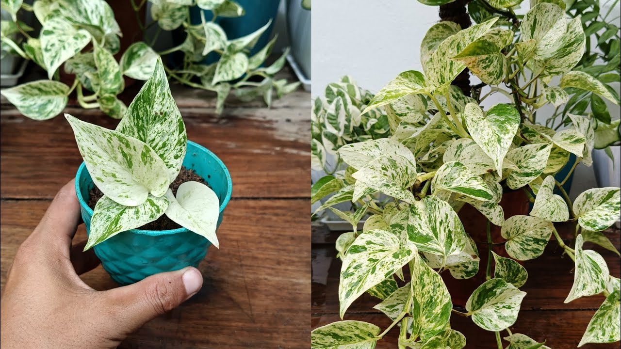 How to grow Marble Queen Pothos from Cuttings