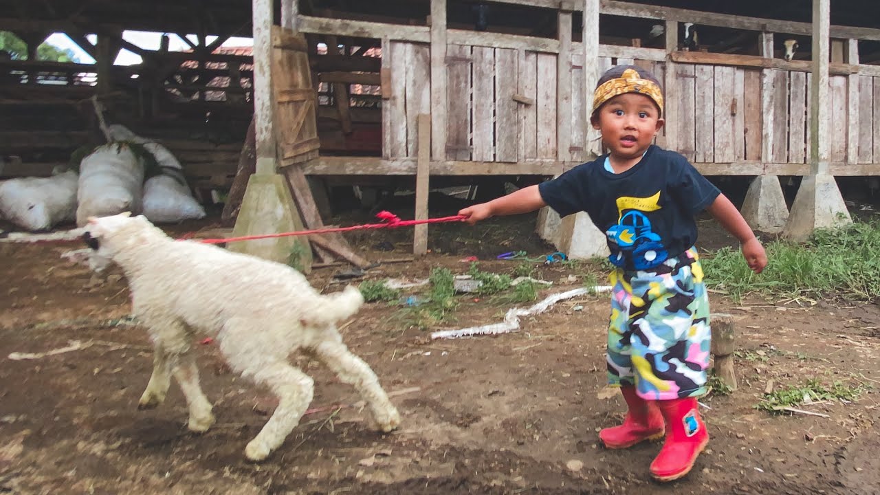 Gembiranya Bermain Bersama Domba Garut || Joy With Sheep