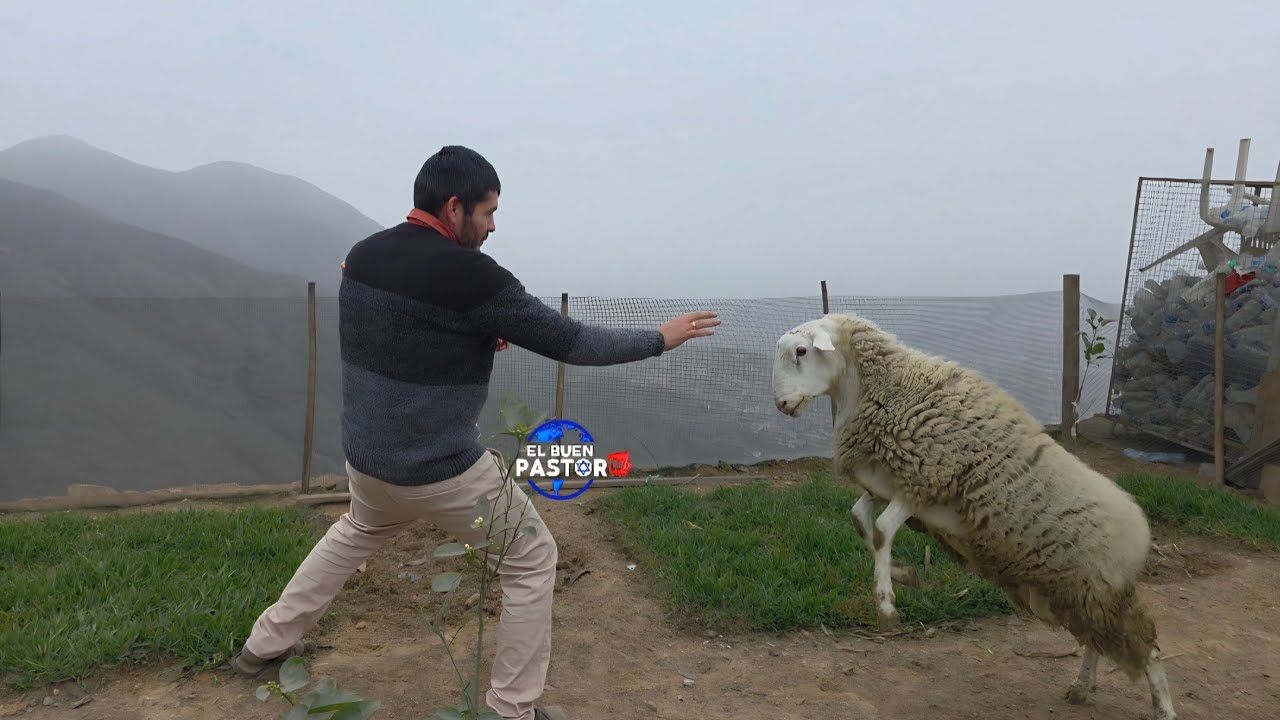 PASTEANDO LAS OVEJAS DEL MONTE 🐑 🐑🤣🌍🌎🌏🇮🇱🔥