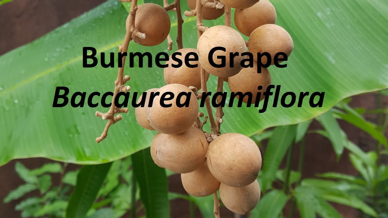 Burmese Grape - Baccaurea ramiflora