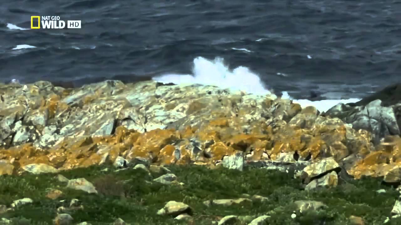 Wild discovery animals channel   Scotland The Western Isles Nat Geo WILD   Wildlife documentary