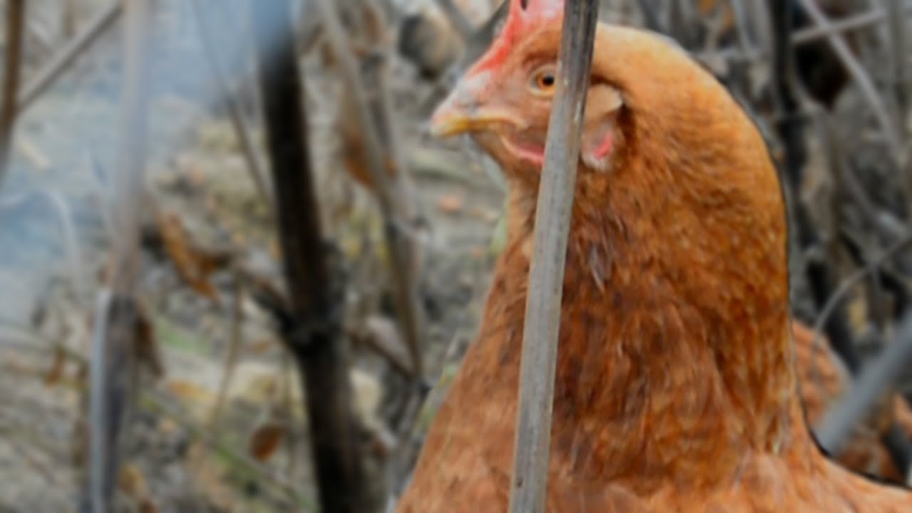 Chicken Behavior | Oiloak