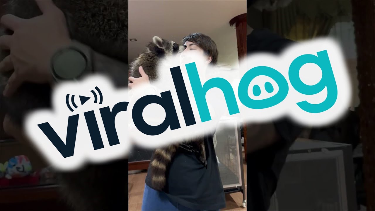 Guy Cuddles Big  Adorable Raccoon || ViralHog