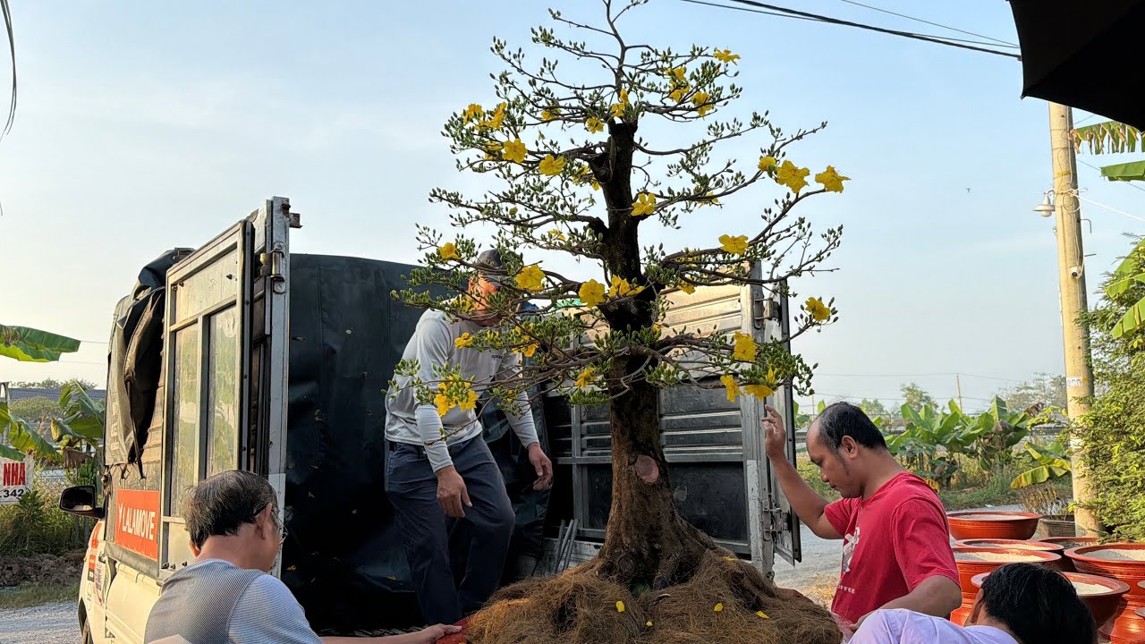 Xem lại siêu bông H M ghép 6 tháng nờ rộ chở giao cho khách tiếp tục xuống lá mai chơi tết