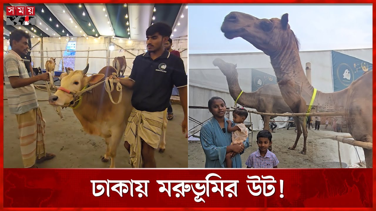 গরুর হাটে মরুর উট | Cow Haat | Qurbani Cow | Camel | Somoy TV