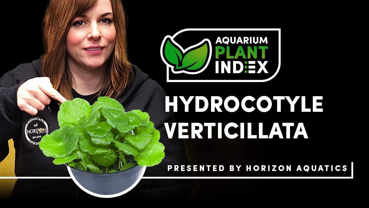 Hydrocotyle Verticillata Care & Tips | Quirky Foreground Plant for Planted Aquariums & Aquascaping