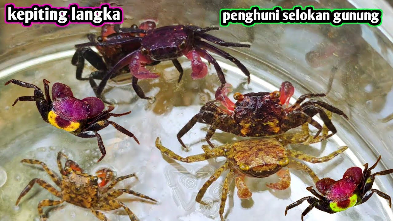Menemukan kepiting vampire digunung 