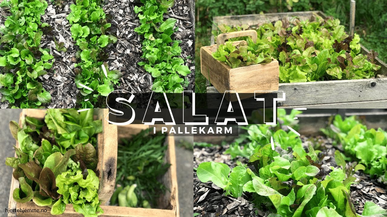 🌱HVORDAN DYRKE SALAT ENKELT OG BILLIG | Kjøkkenhage med salat i pallekarm #hageinspirasjon