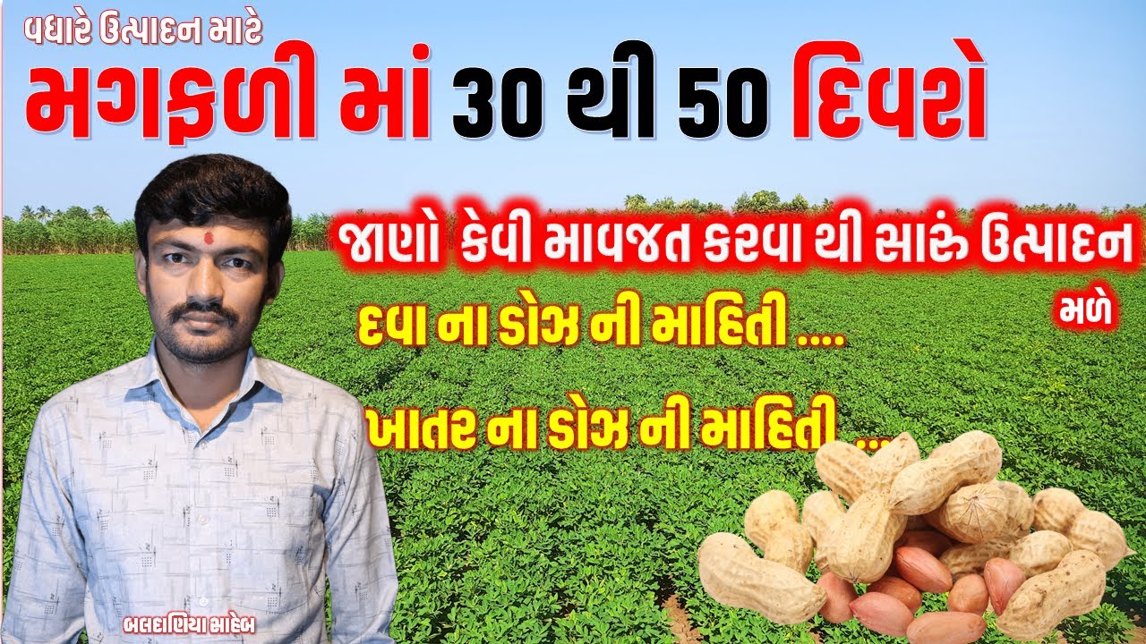 મગફળી ૩૦ થી ૫૦ દિવસ ની થાય ત્યારે કેવી માવજત કરવી તેની માહિતી @MANISHBALDANIYA