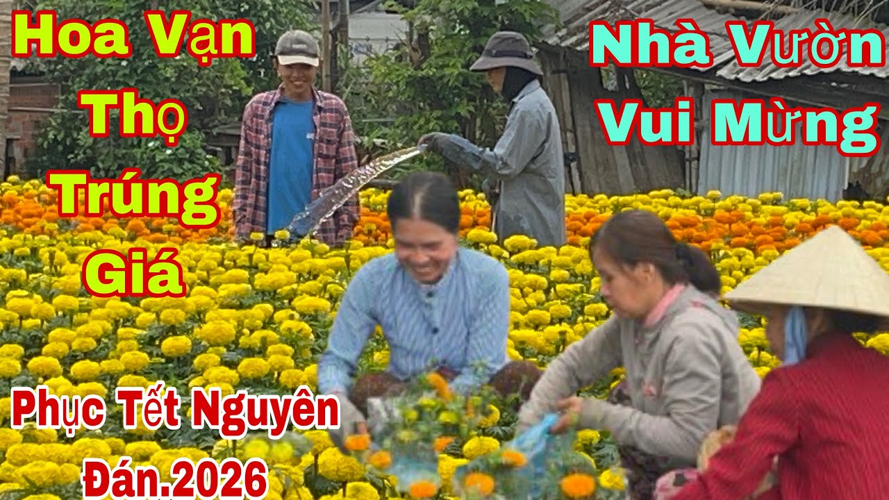 Bến Tre Hoa Vạn Thọ Trúng Giá,Nhà Vườn Nhà Vườn Rất Vui