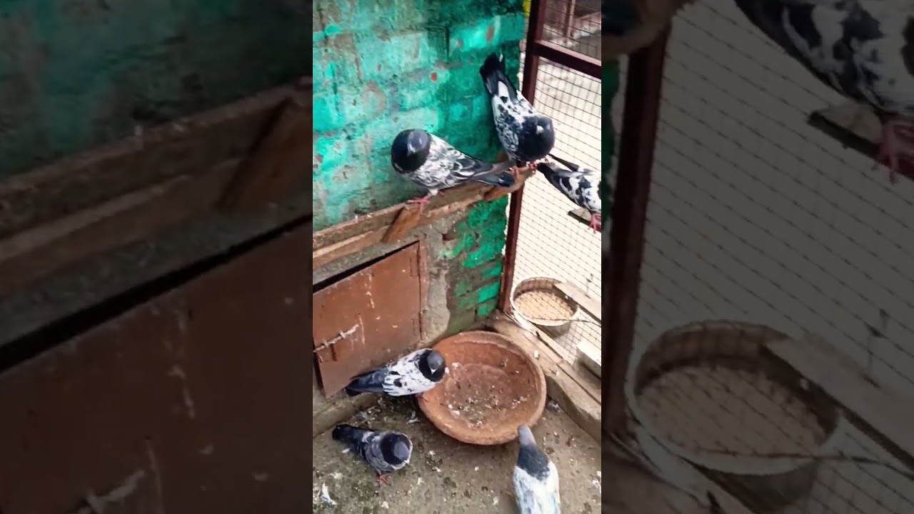 Kalsare Ambarsare Kabutar For sale 8279458565 location Aligarh #shorts #video