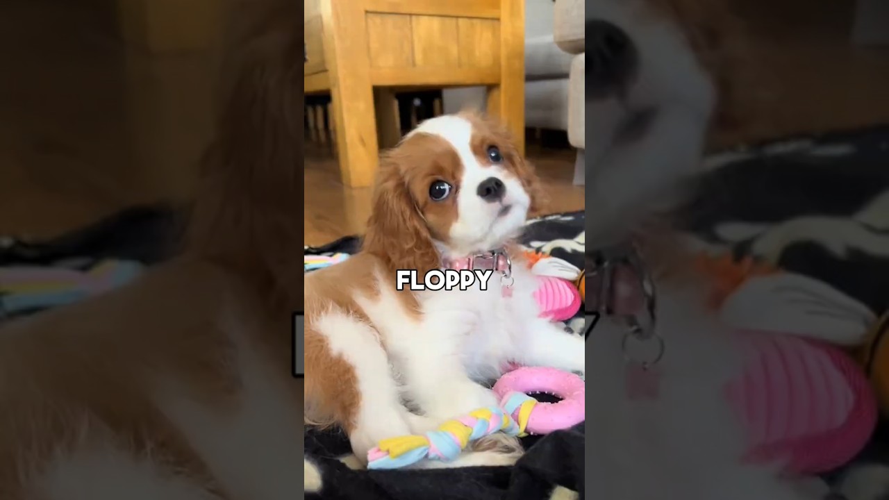 Кавалер-кинг-чарльз-спаниель 🐶 От щенков с круглой мордочкой до нежных и ласковых Шэдоу