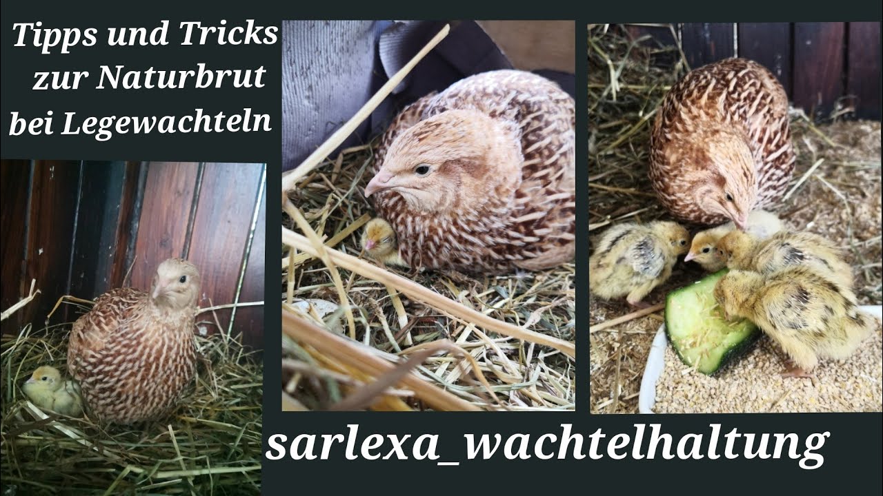Tipps und Tricks zur Naturbrut bei Legewachteln #wachtelhaltung