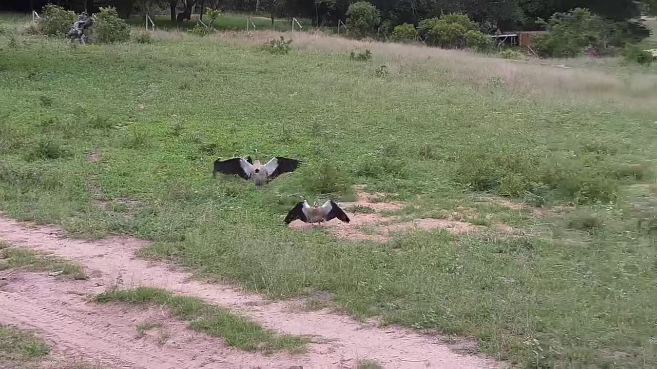 Djuma: Egyptian Geese fighting - 07:56 - 11/26/20