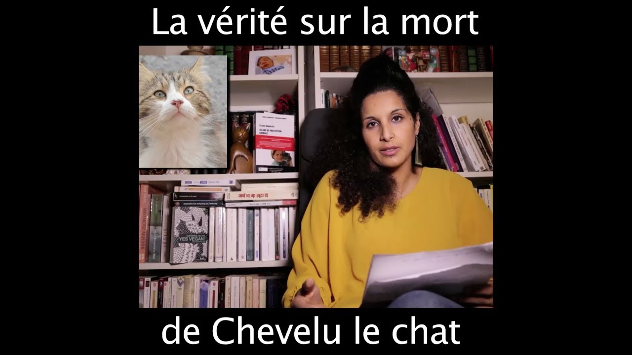 La vérité sur la mort de Chevelu le chat