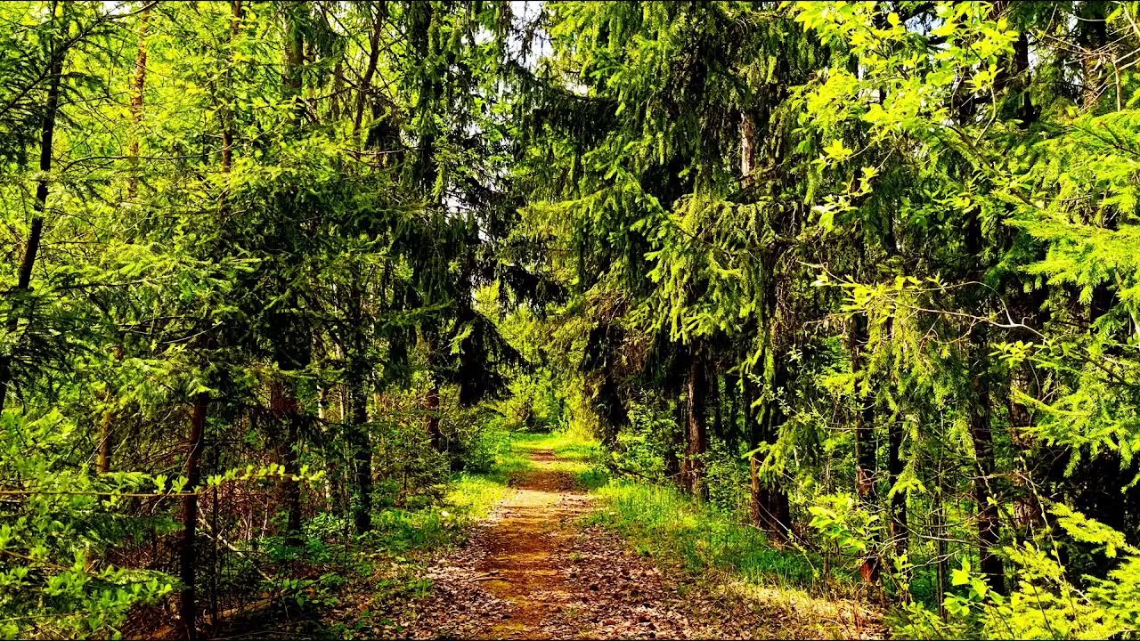 SOOTHING VOICES OF NATURE: SINGING OF FOREST BIRDS TO RELIEVE ANXIETY