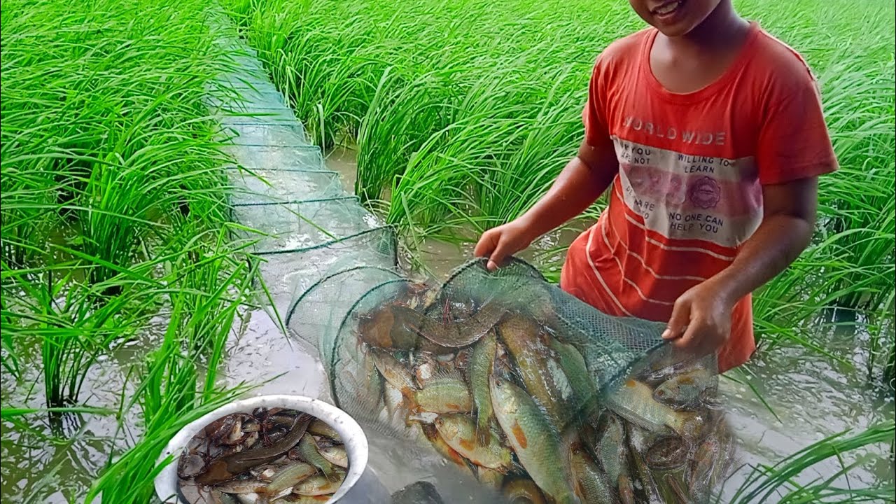 ধান খেতে চায়না জাল দিয়ে কিভাবে মাছ ধরে || চায়না জাল কিভাবে উঠানো হয় || চায়না জালের দাম কত || China