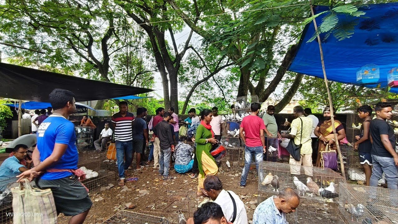 কৃষ্ণনগর পায়রা হাট 21:08:2025 | 600 টাকা জোড়া বাজির পায়রা Krishnanagar Pigeon market কৃষ্ণনগর হাট