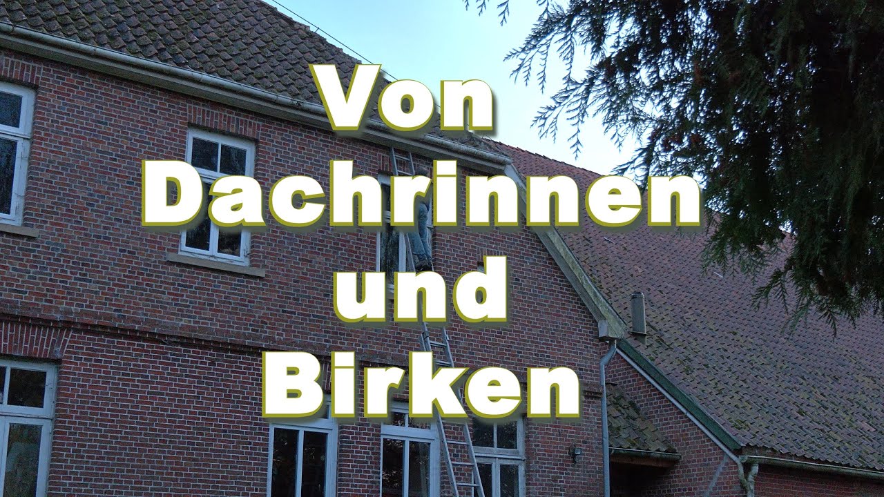 Dachrinne und Birke–was hat das miteinander zu tun?