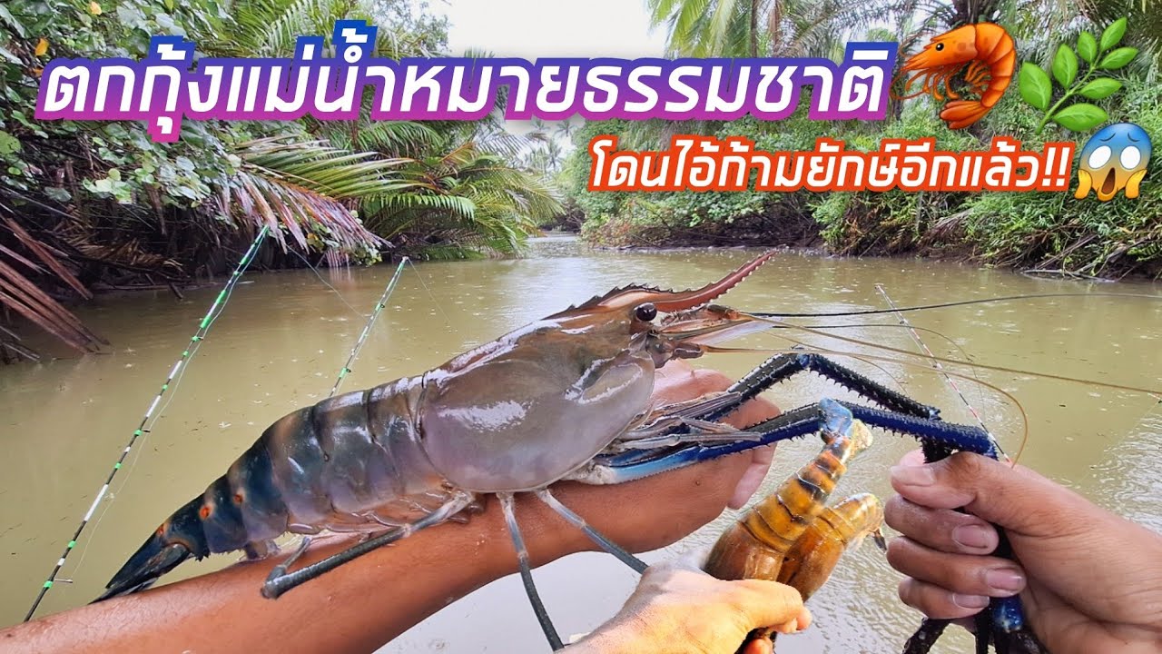 ตกกุ้งแม่น้ำธรรมชาติ🦐🌿 โดนไอ้ก้ามยักษ์ใหญ่อีกแล้วว!!😱 หมายเด็ด