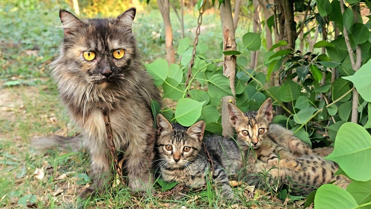 Abandoned chained mom with five little kittens | Full rescue