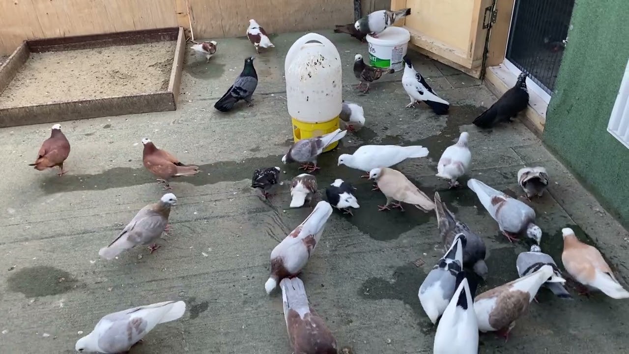 Yakalama kaçak ve güvercin uçurma