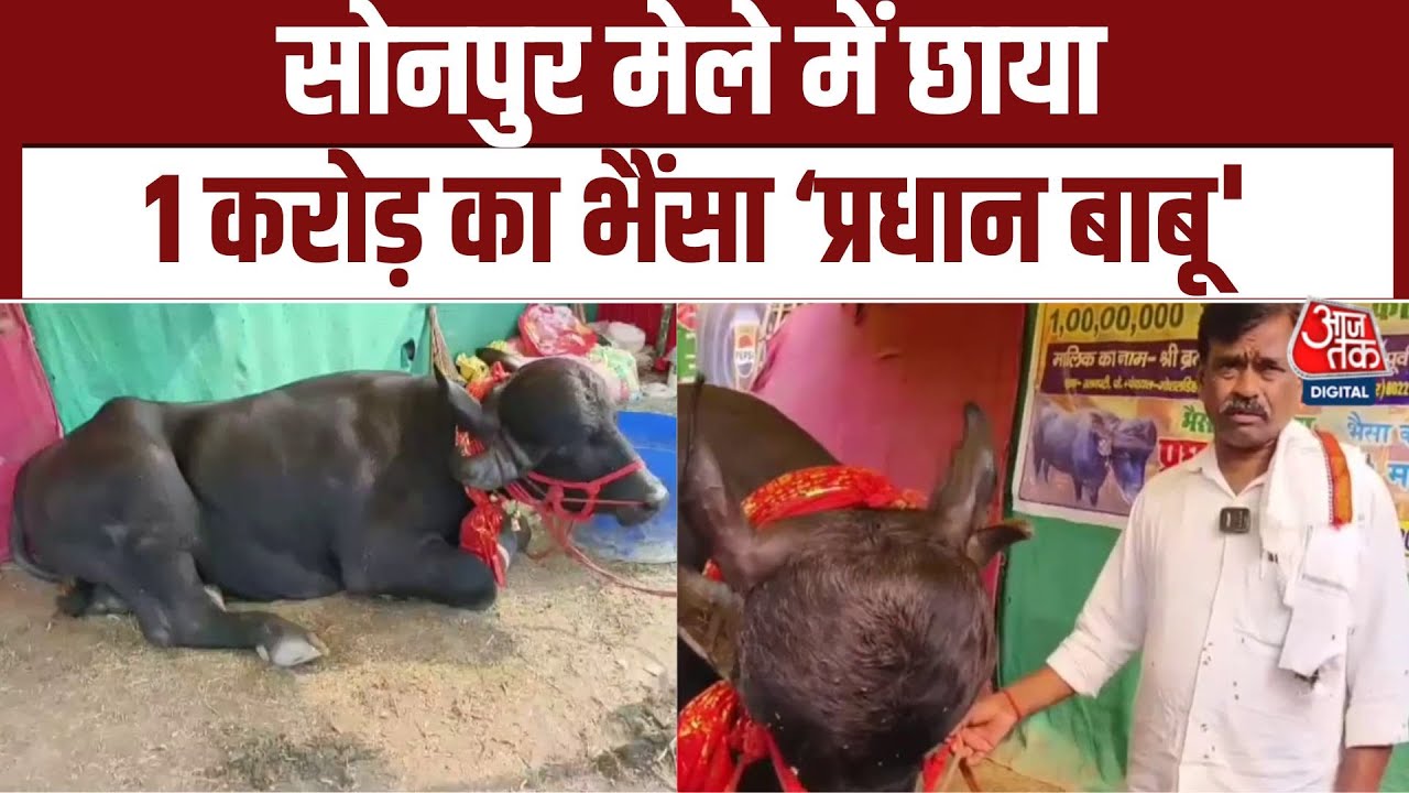 Bihar News: Sonepur मेले में आया 1 करोड़ का भैंसा! ‘प्रधान बाबू’ बना आकर्षण | Aaj Tak