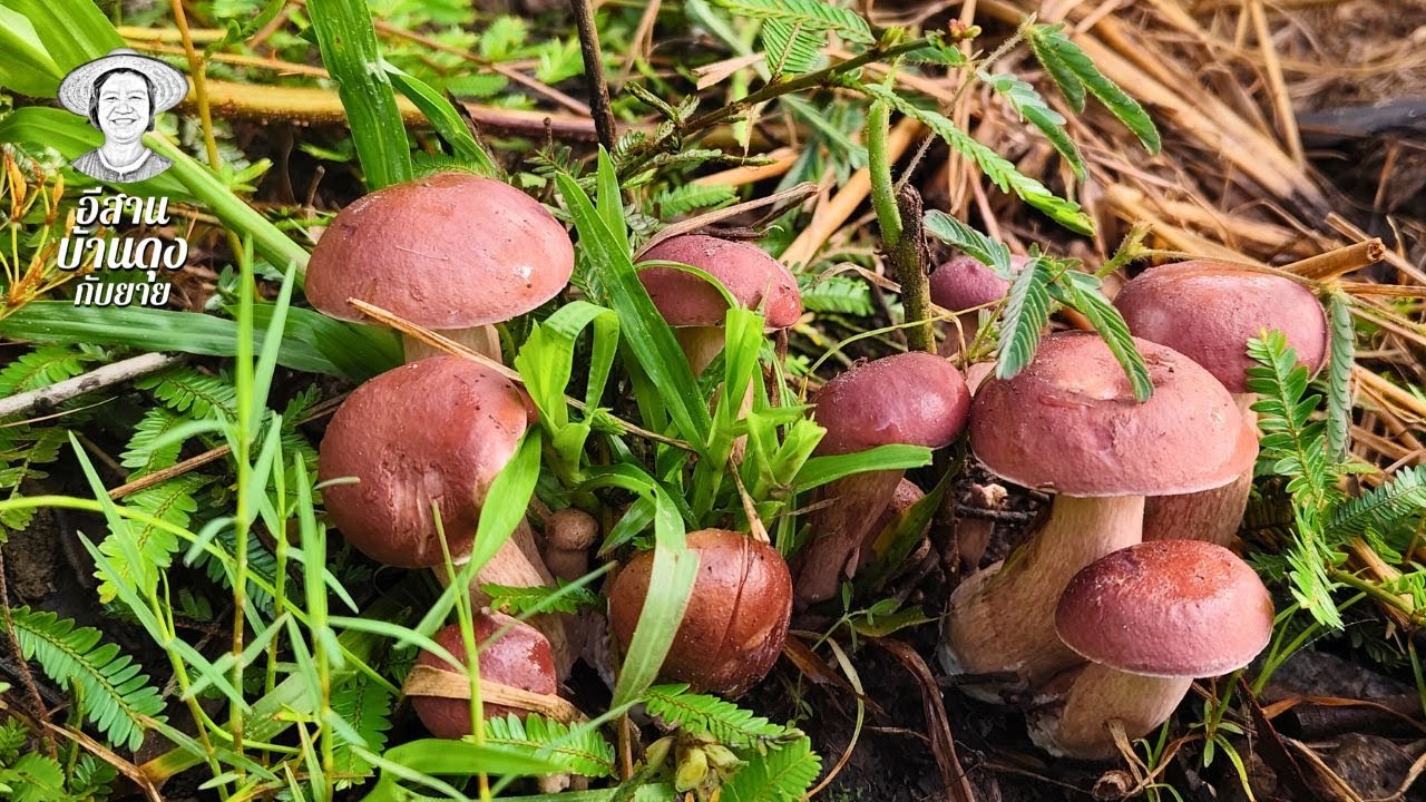 เก็บเก็ดผึ้งขม 27 ส.ค. 2568 #เก็บเห็ดยายบ้านดุง