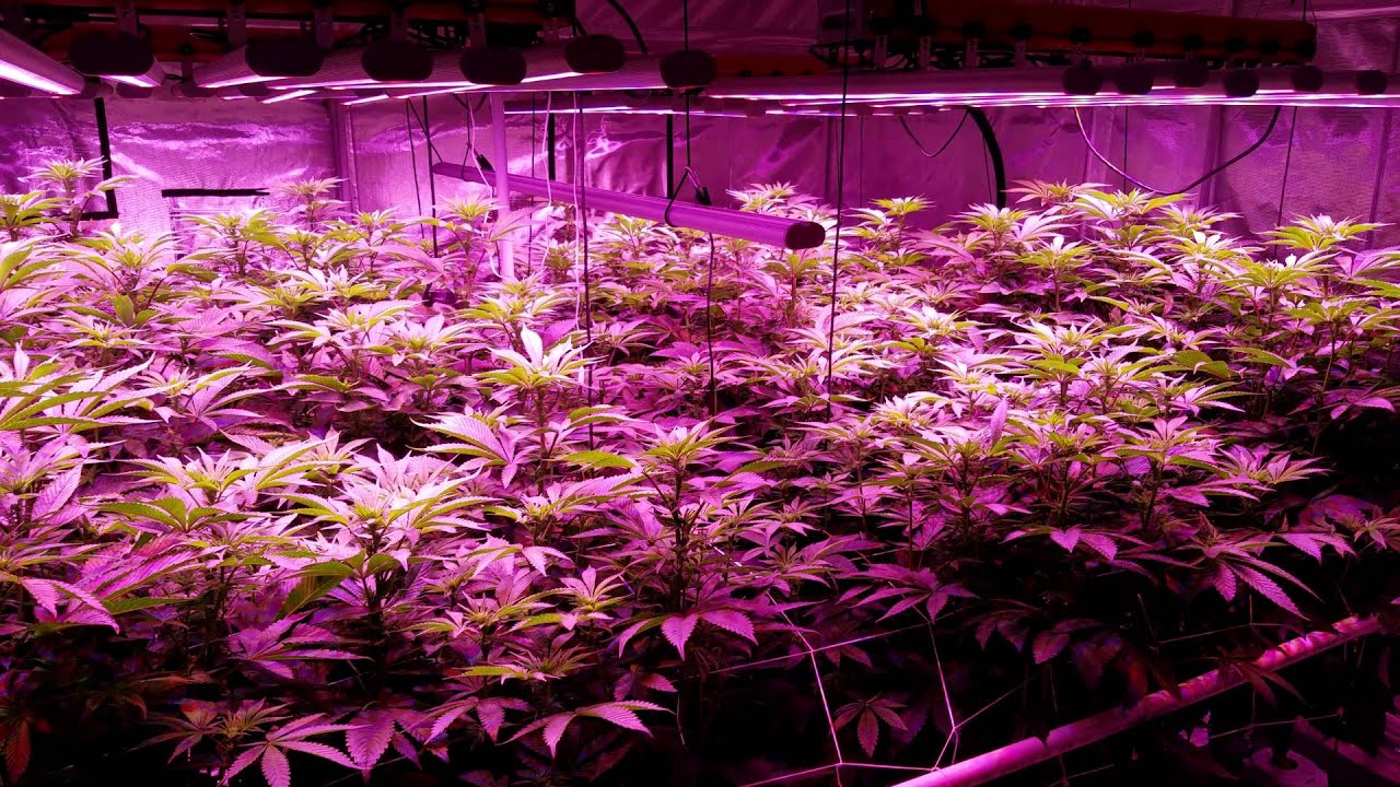 4 BML Spydr 1200 LED, day 16 flower w/Current Culture