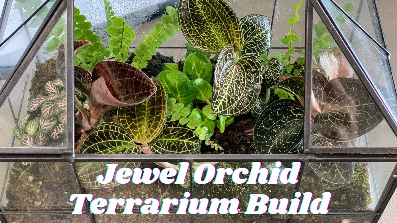 Jewel Orchid Terrarium Build | ft. 4 Months Growth Update
