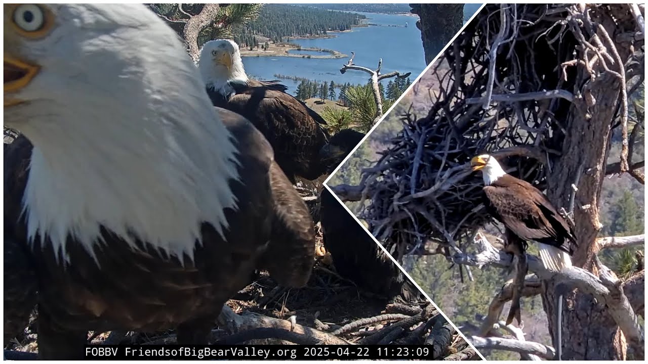 Shadow brings a giant breakfast fish (it&rsquo;s a whale) 😲🐋 Big Bear Eagles / 11:20 / 2025-04-22