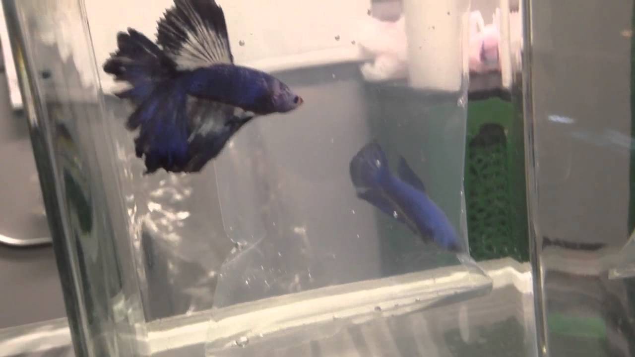 Cool Bettas