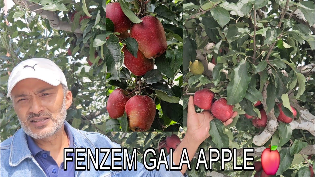 FENZEM GALA APPLE VARIETY FULL INFORMATION BY SANJEEV CHAUHAN 