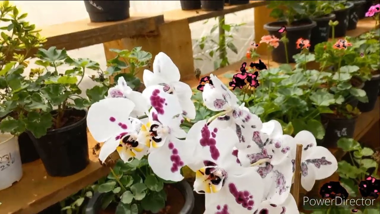 Bangalore Lalbagh Nursery part 2
