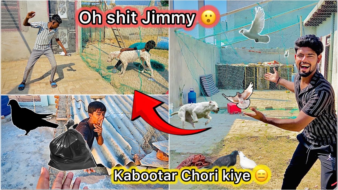 Golu lekar aaya Chori k kabutar 😮 || Plot per diya Suprise 😍🕊️