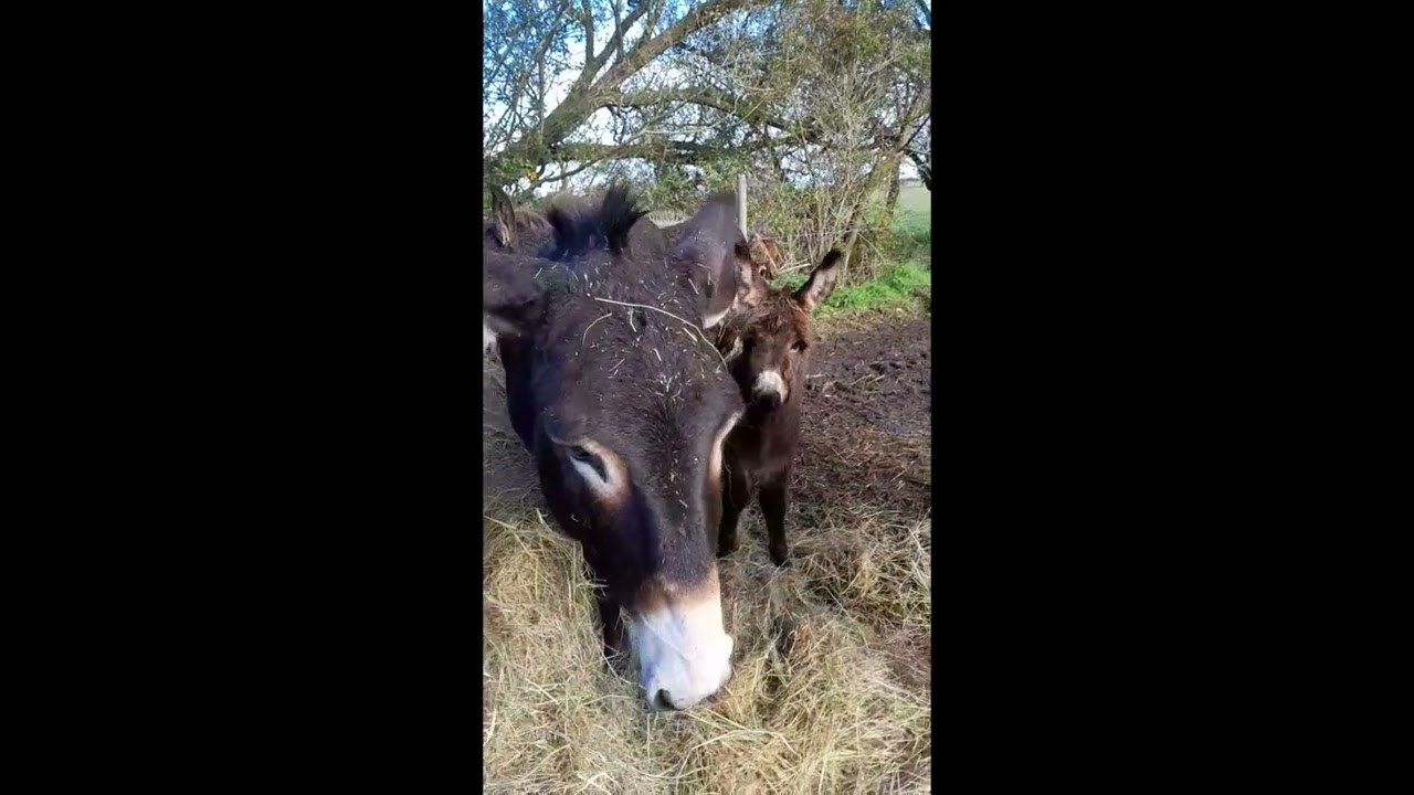 Et comment va le petiot ? #anes #animaux #mignon #anecdote #famille