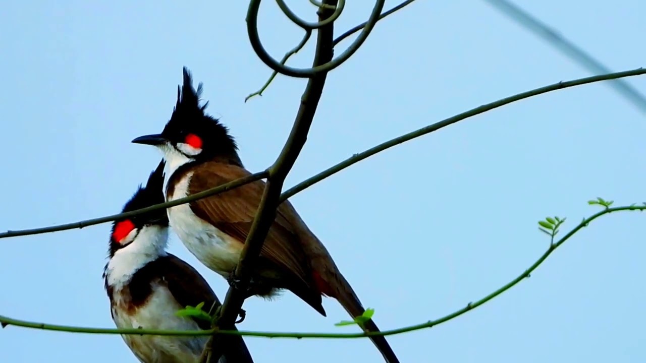 Red Whiskered Bulbul Mates in the Wild/ Red Whiskered Bulbul Male and Female