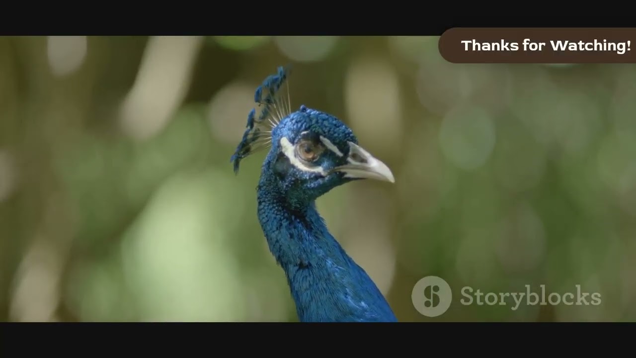 What Is a Peacock and Why Does It Have Colorful Feathers? 🦚 Amazing Peacock Facts for Kids!