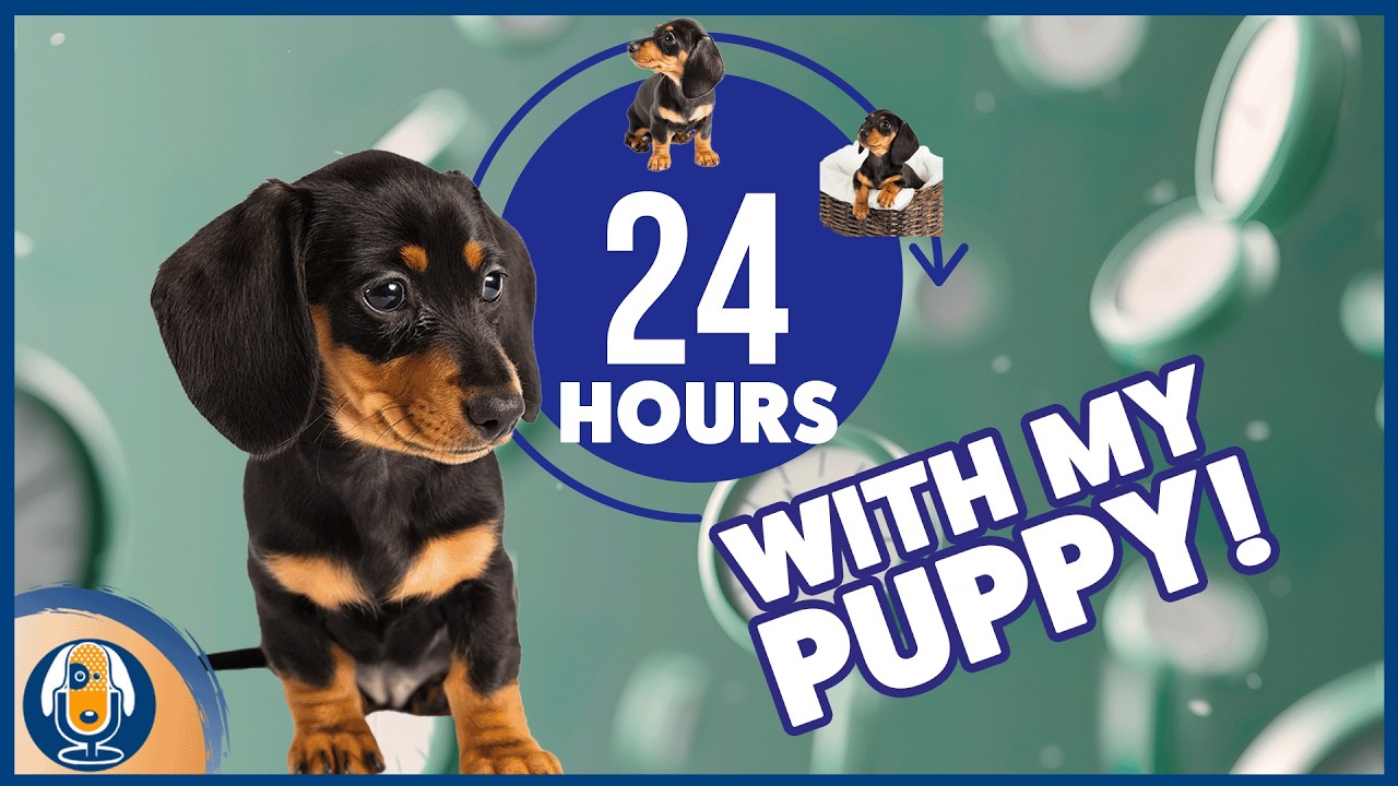 24 Hours With A 4 Month Old Puppy: Schedule, Daily Routine, Training Tips