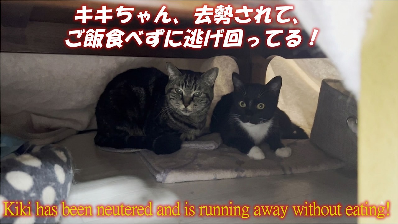 キキちゃん、去勢されて、ご飯食べずに逃げ回ってる！KKiki has been neutered and is running away without eating!!