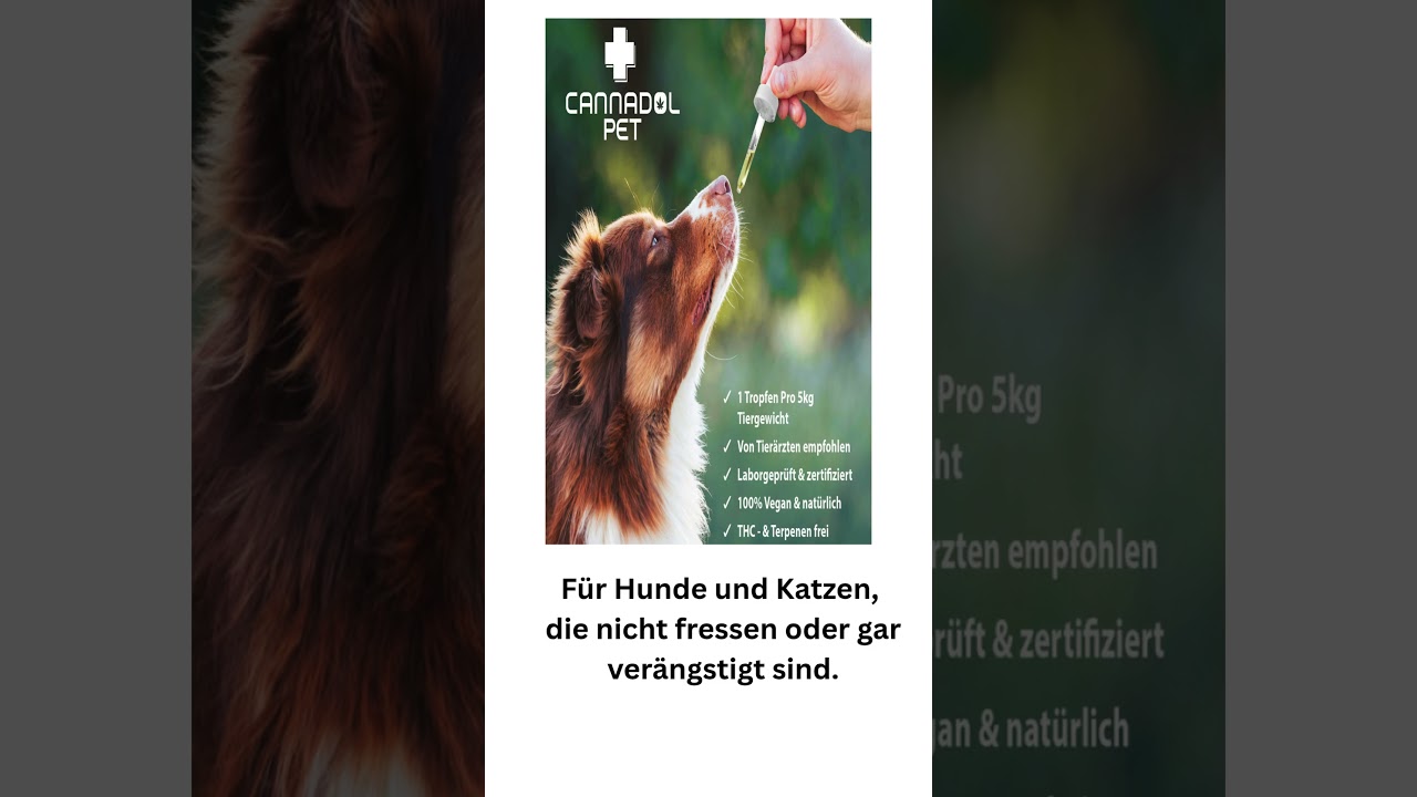 yummy treats every day? #greenstation #cat #dogs #fun #didyouknow #howto #likeforlikes #lovely