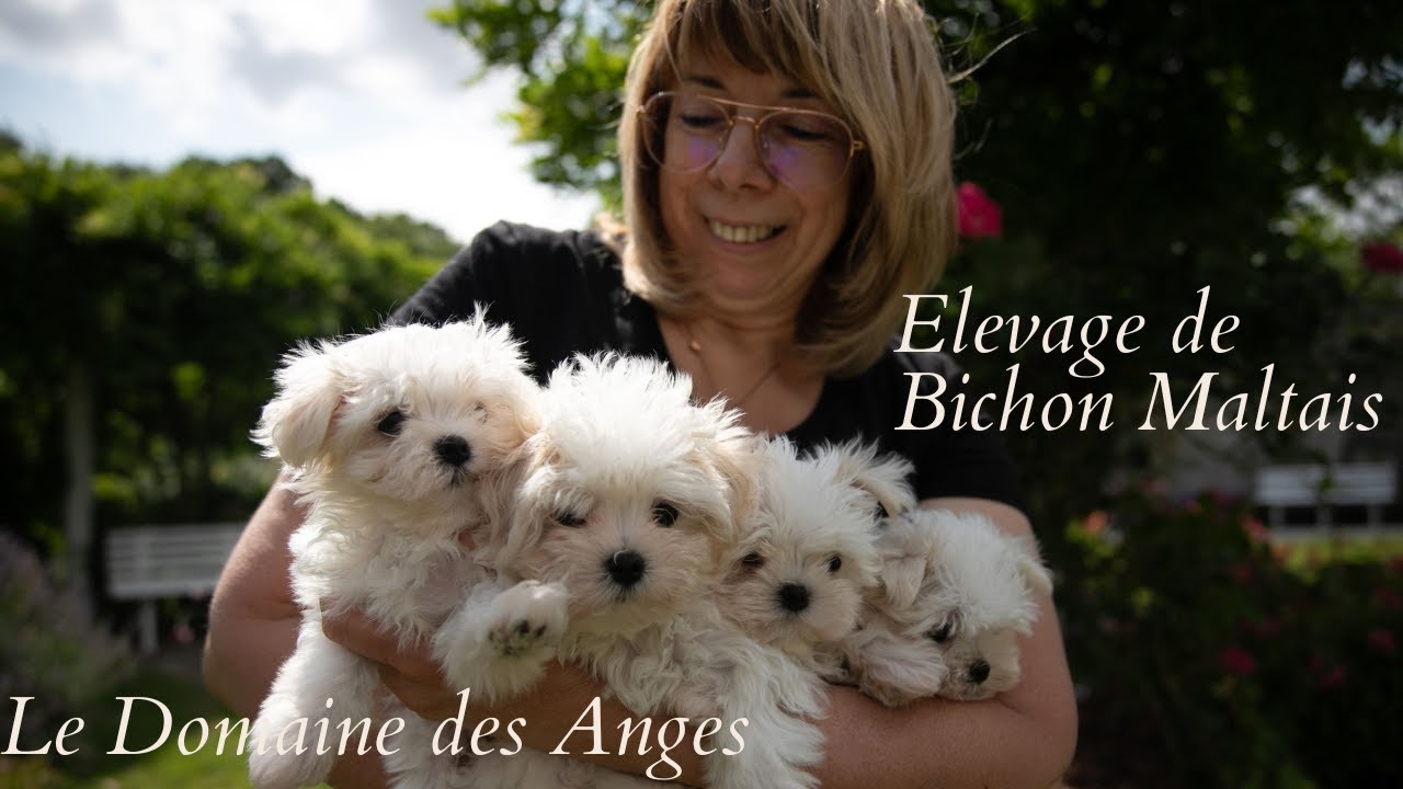 Les Bichons Maltais du Domaine des Anges