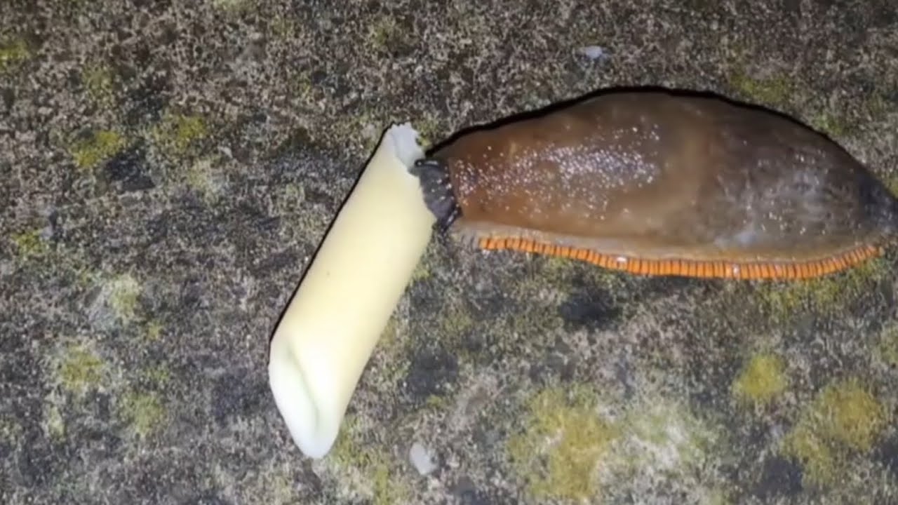 Slug Eating Pasta Time Lapse (With Doom Music)