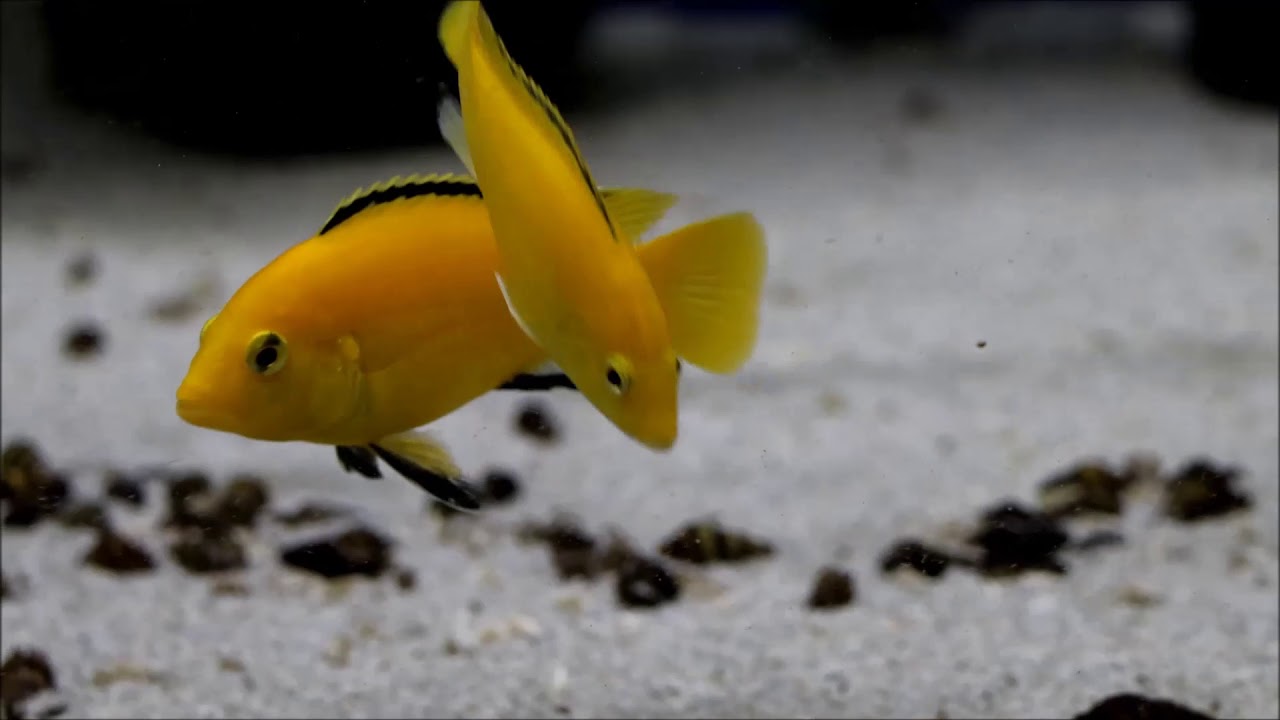 Labidochromis caeruleus 