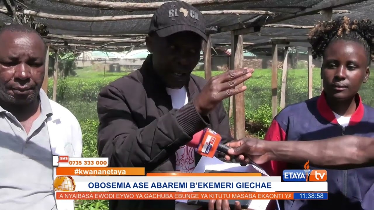 Tea farmers in Ogembo urged to be sure on the Tea plant variety to farm, to increase yields