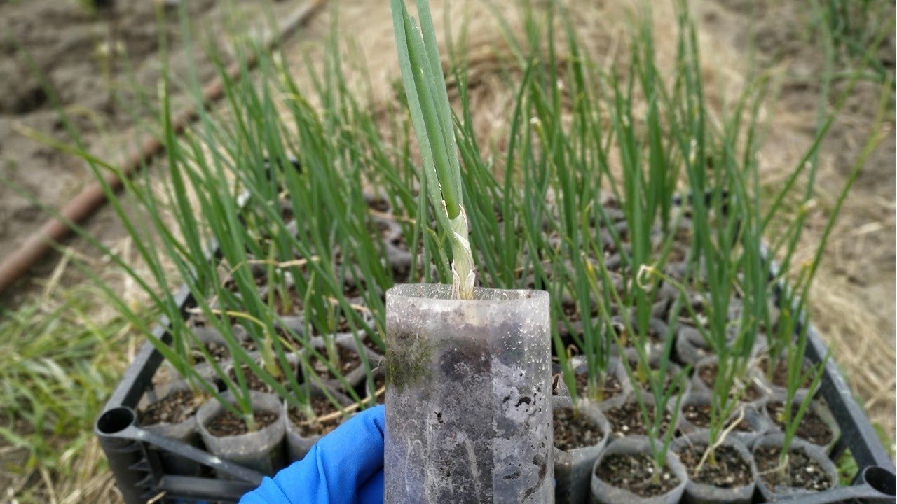 ГИГАНТСКИЙ лук ЭКСИБИШЕН 🌱Как высадить рассаду ЛУКА и получить большую головку ?