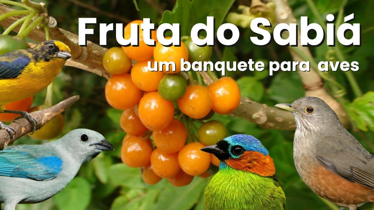 Fruta do Sabiá o pé carregou de frutos e está alimentando muitos pássaros!!!