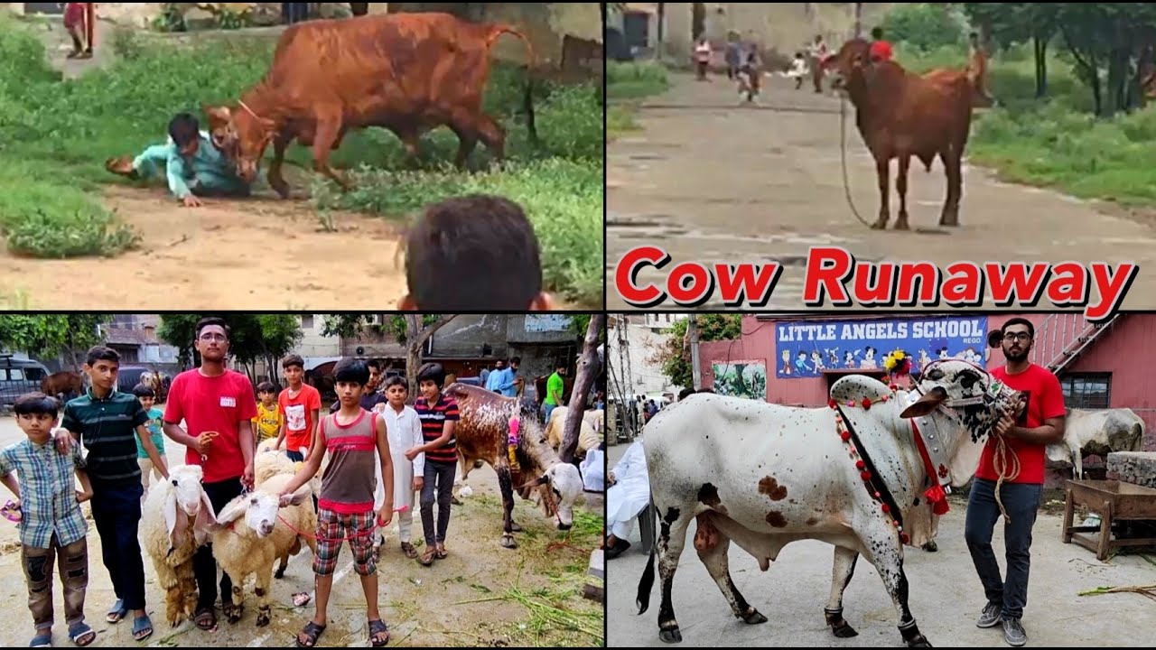 Cow Run-away Before Qurbani Eid ul Adha 2020 | Bull Run-away and Blocked the Road | Bakra Eid 2020