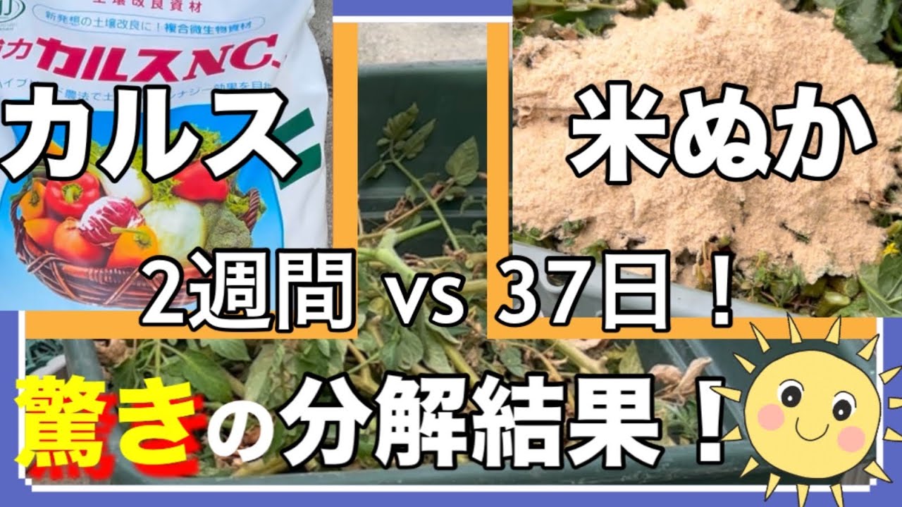 ㊗️1万再生‼カルス-NCR vs 米ぬか！分解スピード対決「2週間 vs 37日！驚きの分解結果」「カルス-NCRと米ぬかで土作り！ミニトマトの残渣を分解する時間の違い」