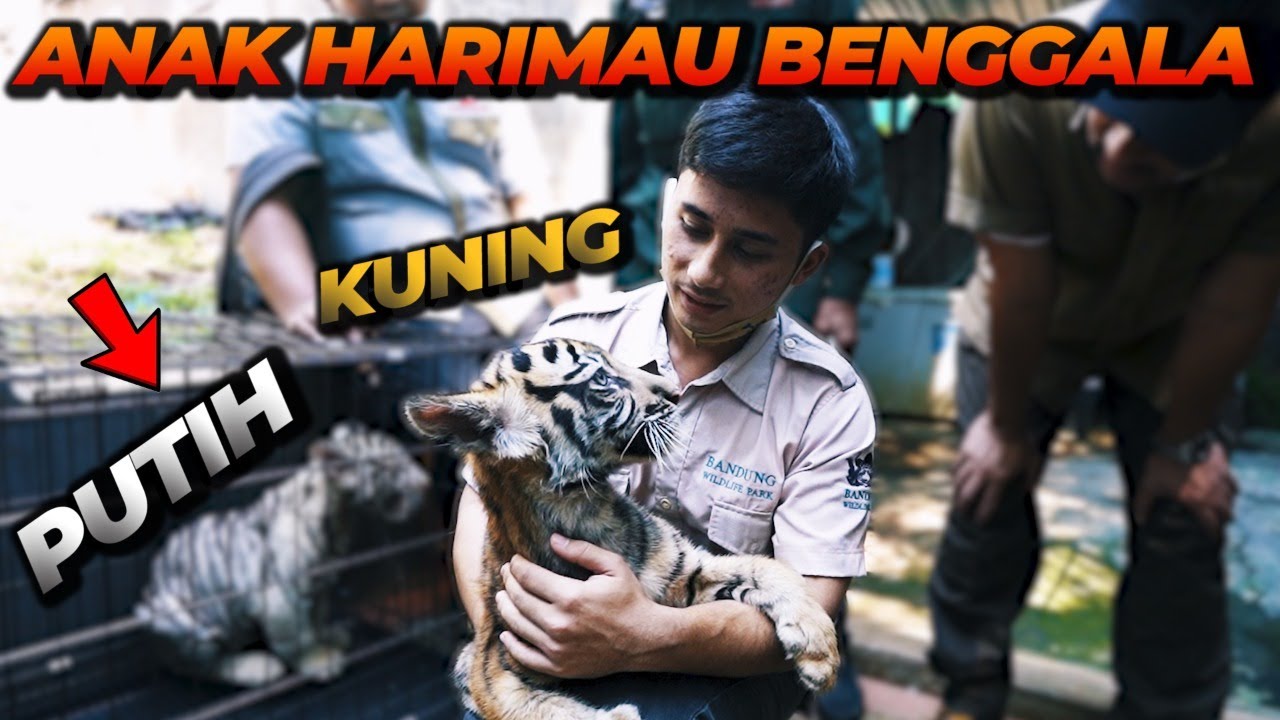 ANAK HARIMAU BENGGALA DI SEMARANG ZOO ! ALSHAD JADI NOSTALGIA JINORA